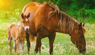 PARENTAGE FOR HORSES & DOGS malta, DNA Consulta malta